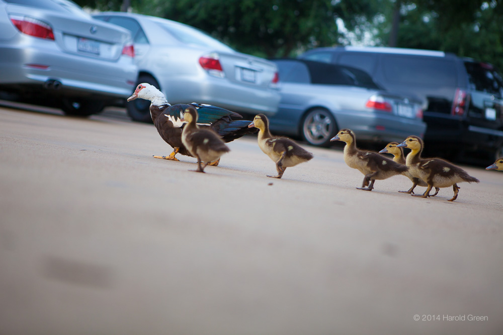 "Houston Commute" Houston, Texas © 2014 Harold Green.