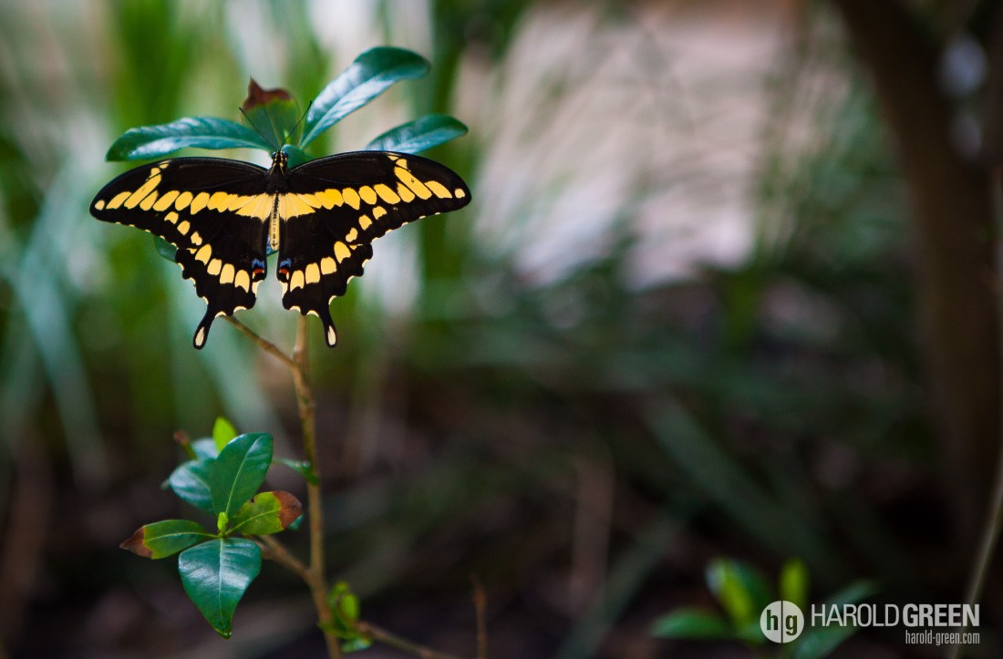 "Fluttered By" © 2014 Harold Green.